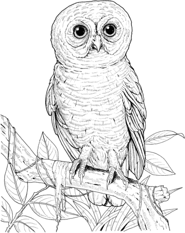 Big Eyed Owl Coloring Page